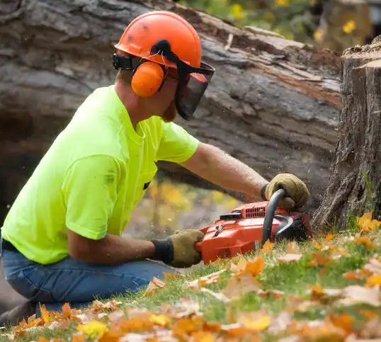 tree services Jackpot